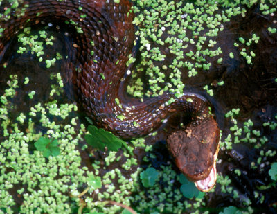 Cottonmouth - Agkistrodon piscivorus