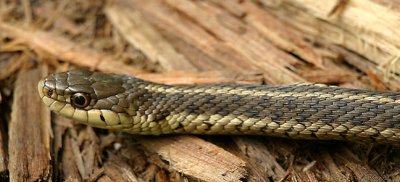 Gartersnake - Thamnophis sirtalis