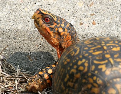 Eastern Box Turtle - Terrapene carolina carolina