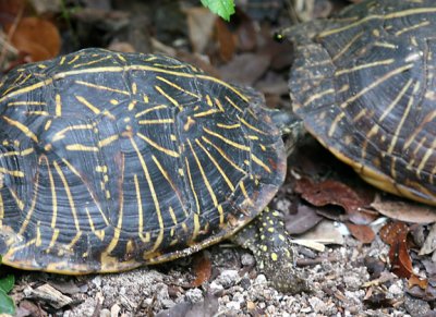 Florida Box Turtles - Terrapene carolina bauri