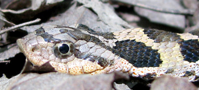 Hog-nosed Snake - Heterodon platirhinos