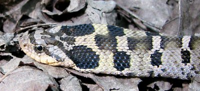 Hog-nosed Snake - Heterodon platirhinos 1952b.jpg