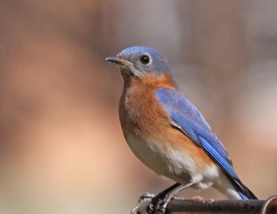 Eastern Bluebird