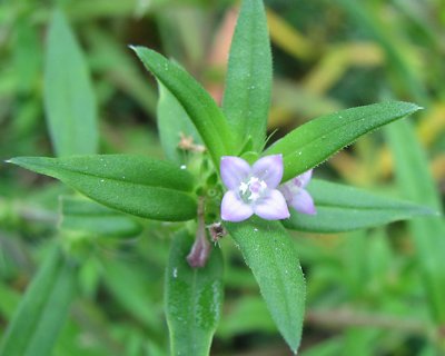 Diodia teres - Buttonweed