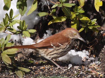 Brown Thrasher