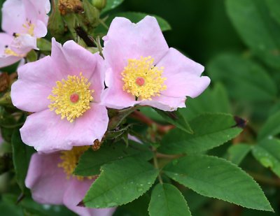 Rosa palustris - Swamp Rose