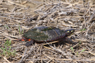 Eastern Painted Turtle - Chrysemys picta picta
