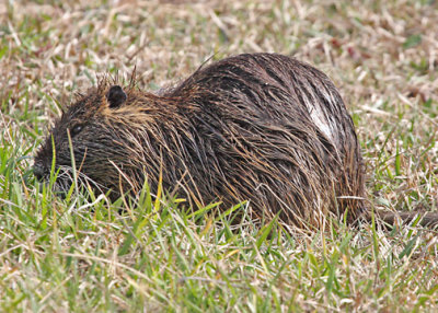 Nutria