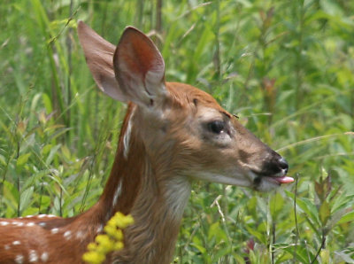 White Tail Deer