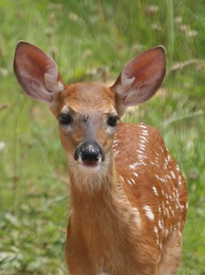 White Tail Deer