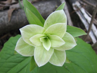 Large-flowered Trillium multi-petal var.- Trillium grandiflorum 4-18-08
