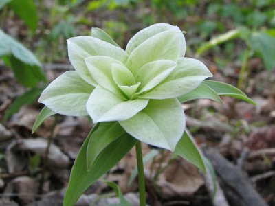 Large-flowered Trillium multi-petal var.- Trillium grandiflorum 4-18-08