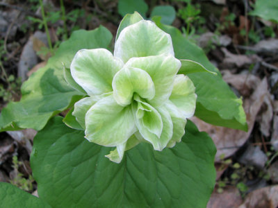 Large-flowered Trillium many petals - Trillium grandiflorum  4-18-08