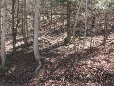 Trillium nivale habitat - Apr. 2009