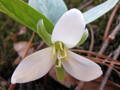 Trillium nivale - Snow Trilliium