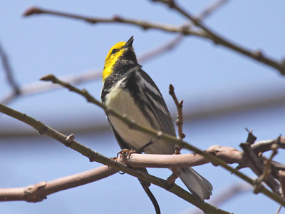 Black-throated Green Warbler