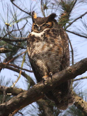 Great Horned Owl