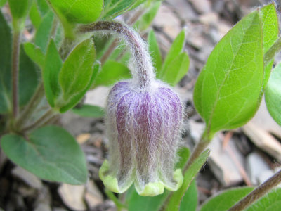 Clematis sp. - white haired leatherflower