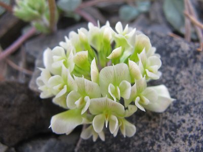 Trifolium virginicum - Kate's Mountain Clover