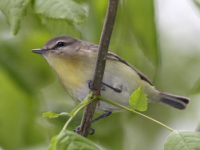 Philadelphia Vireo