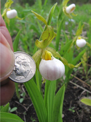 Cypripedium candidum - Small White Lady's Slipper