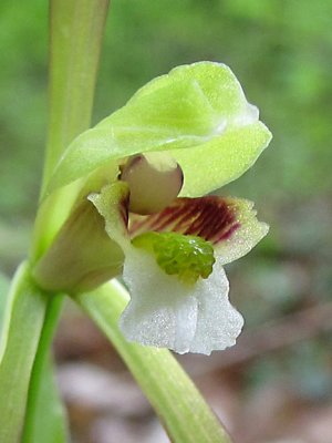 Isotria verticillata - Large Whorled Pogonia closeup