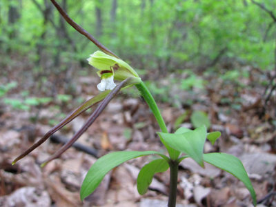 Isotria verticillata - Large Whorled Pogonia