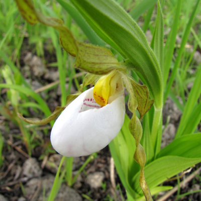 Cypripedium candidum - Small White Lady's Slipper
