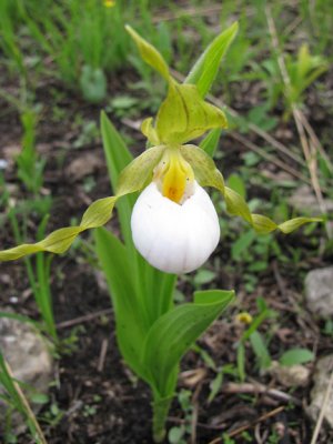 Cypripedium candidum - Small White Lady's Slipper