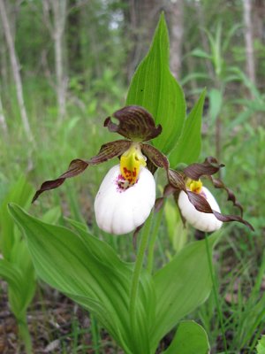 Cypripedium candidum hybrid