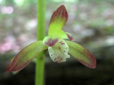 Aplectrum hyemale - Puttyroot Orchid