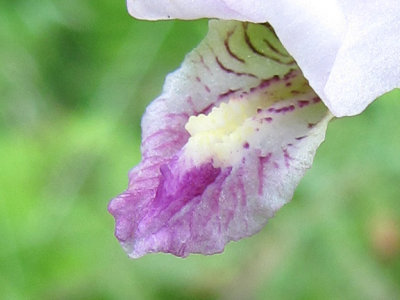 Cleistes bifaria - Smaller Rosebud Orchid 6-28-09