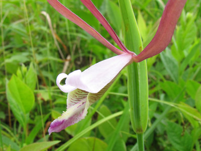 Cleistes bifaria - Smaller Rosebud Orchid 6-28-09