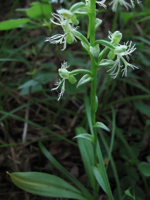 Platanthera lacera - Ragged Fringed Orchid 6-28-09