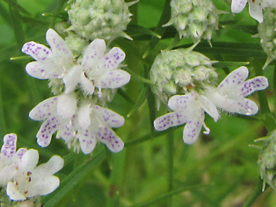 Pycnanthemum tenuifolium - Narrow-leaved Mountain Mint