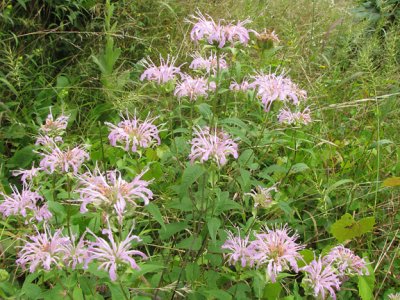 Monarda fistulosa - Wild Bergamot