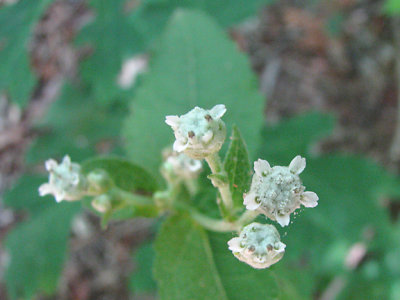 Parthenium integrifolium - Wild Quinine