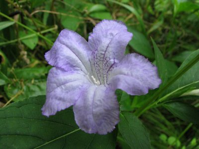 Ruellia caroliniensis - Wild Petunia