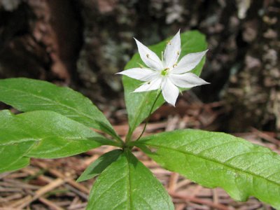 Trientalis borealis - Star Flower