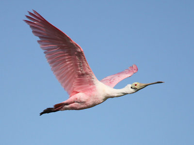 Roseate Spoonbill in flight