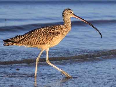 Long-billed Curlew