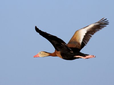 Black-bellied Whistling Duck