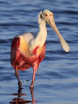 Roseate Spoonbill