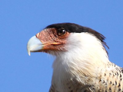 Crested Caracara