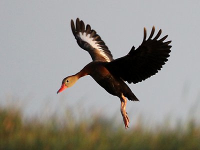 Black-bellied Whistling-Duck