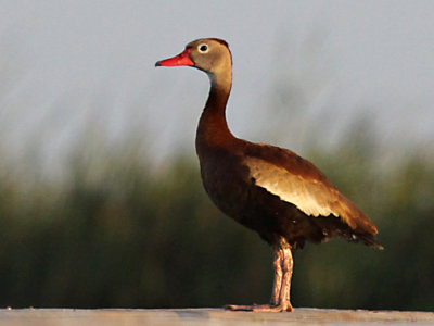 Black-bellied Whistling-Duck