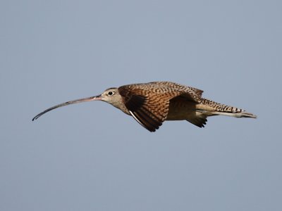 Long-billed Curlew