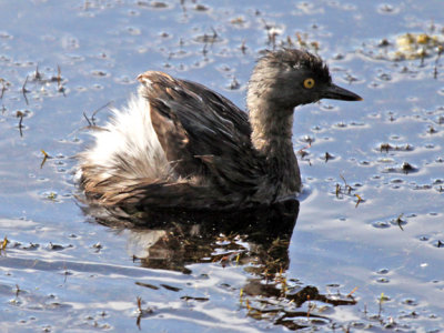 Least Grebe
