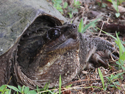 Snapping Turtle  - Chelydra serpentina