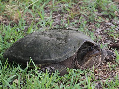 Snapping Turtle - Chelydra serpentina